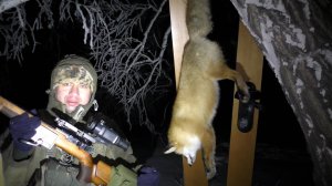 Мелкашка (22LR) в -23 может остановить лисицу?! Сколько раз нужно попасть? Лиса чуть не затоптала!