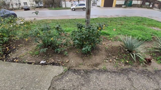 Один из дней города Евпатории | 13 января 2021 г | Крым | ХАН БАТОН XAH 6ATOH / VID_20210113_131226 смотреть онлайн