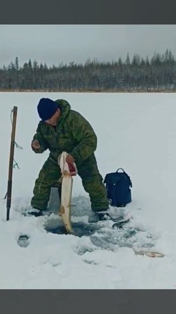 Суровые якутские щуки очень мощные!!. смотреть онлайн
