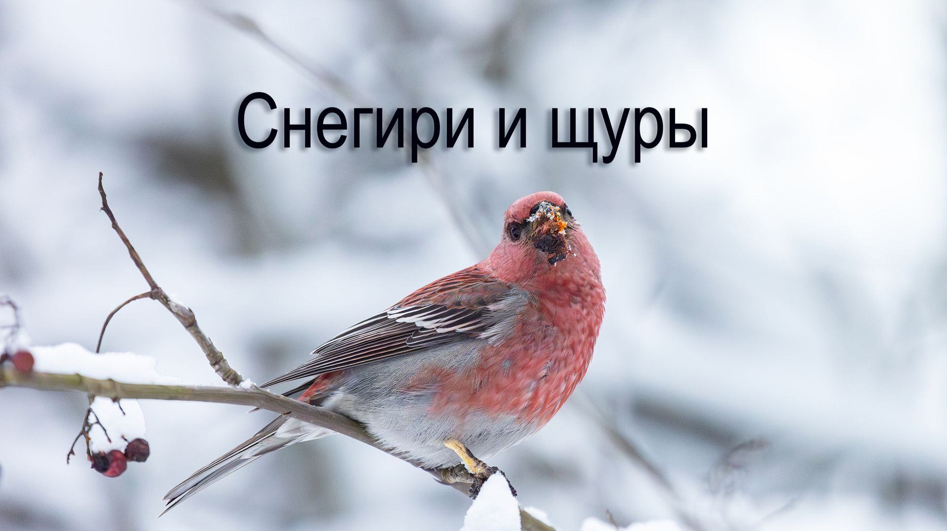 Снегири и щуры