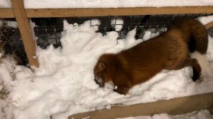 Лиса-Алиса. Снежная буря прошла в вольере Игниса