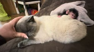 Мы такого еще не видели, мать отказалась от Николь, а кот Басик ее принял и согрел!!!