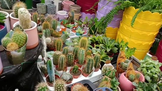 #фикусы кактусы в январе в оби в брянске смотреть онлайн