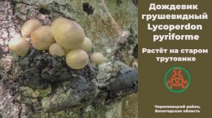 Дождевик грушевидный - Lycoperdon pyriforme  растёт на старом трутовике.