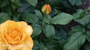 Одна из самых популярных жёлтых роз.