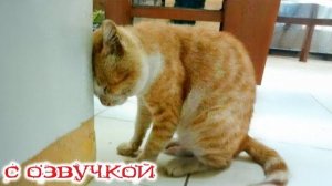 Приколы с котами! С ОЗВУЧКОЙ! САМЫЕ СМЕШНЫЕ ЖИВОТНЫЕ! Смешные коты! УГАР