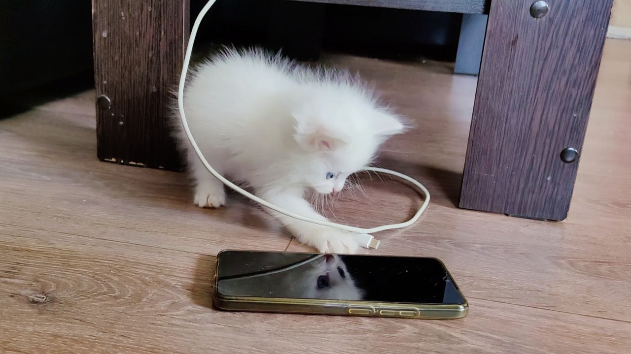 Котенок Микки хочет зарядить телефон. Умный котенок.