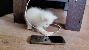 Котенок Микки хочет зарядить телефон. Умный котенок.