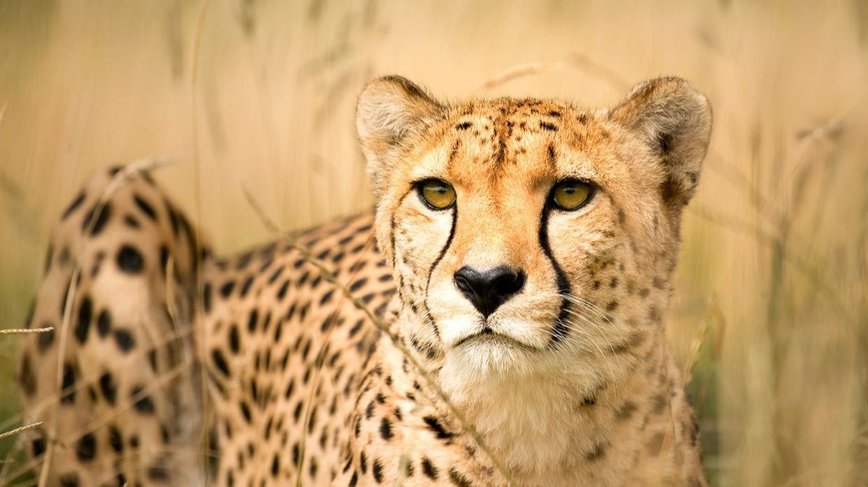 Прогулки с дикими животными в очень хорошем качестве смотреть онлайн