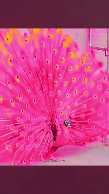 КРАСИВЫЕ ПАВЛИНЫ 🦚