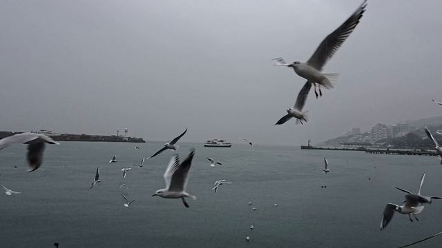 Крым, Ялта, чайки, Чёрное море. смотреть онлайн