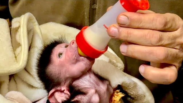 Николь ДАЕТ ЖАРУ ночью и днем, наверно реагирует на резкое изменение погоды! смотреть онлайн