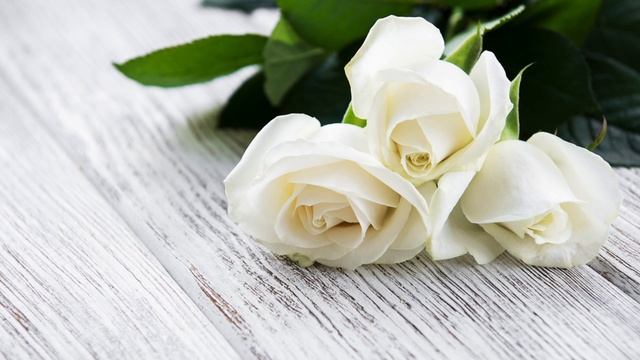 Цветочная дискотека SDR смотреть онлайн