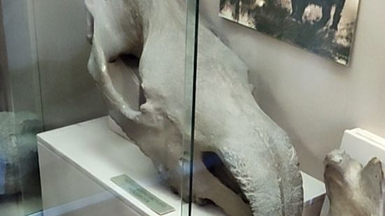 Череп шерстистого носорога смотреть онлайн