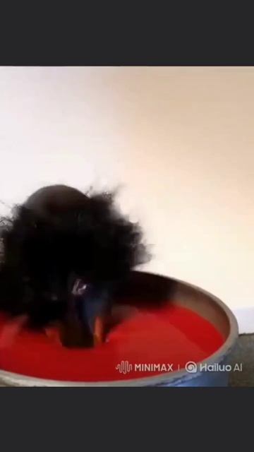 скебоб повор