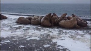 Моржи