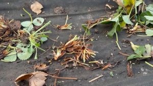 Зачистка клубники