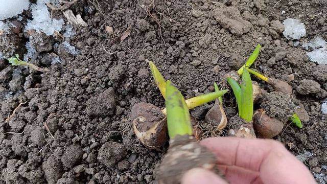 Немного работы в теплице смотреть онлайн