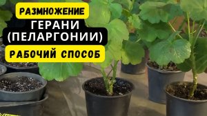 РАЗМНОЖЕНИЕ ГЕРАНИ (ПЕЛАРГОНИИ). ХОРОШИЙ РАБОЧИЙ СПОСОБ!