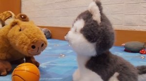 знакомство.  с.  Капибарой.  и. каминтарие. пика🐀🐁