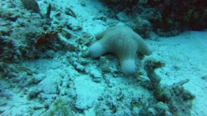 МАЛЬДИВЫ ДАЙВИНГ 2025 MALDIVES DIVING 2025