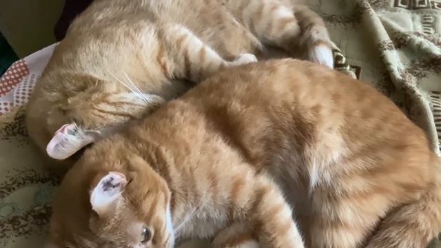 Мои рыжики спят))) смотреть онлайн