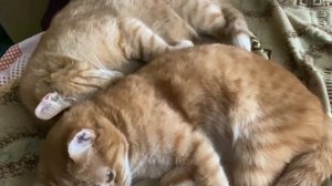 Мои рыжики спят)))