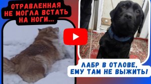 Её пытались убить, но мир оказался добрее. История Пухли