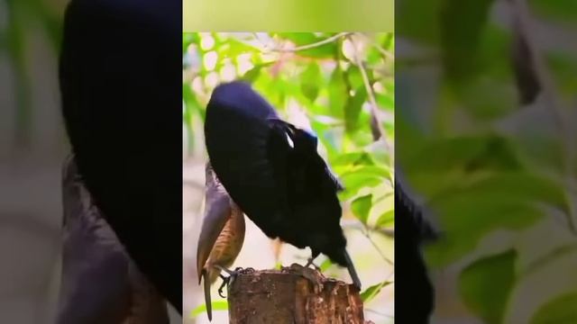 ВЕЛИКОЛЕПНЫЕ ПТИЦЫ