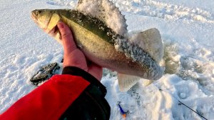 ПАРА ПОКЛЁВОК  СДЕЛАЛИ НАШУ РЫБАЛКУ, КАНАРЫ, ЛОВИМ В ЧЕРТЕ ГОРОДА.