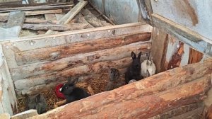 Переезд кроликов