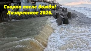 Свирка после дождя! Лазаревское 2026.