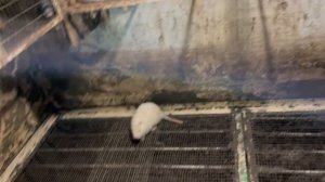 ПРОДАЖА НУТРИЙ. Видео для клиентов