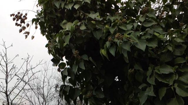 Один из дней города Евпатории | 8 января 2021 год | Крым | ХАН БАТОН XAH 6ATOH / VID_20210108_134953 смотреть онлайн