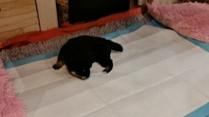 Два подарка на Новый год