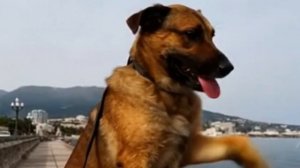 Рыжик и кот