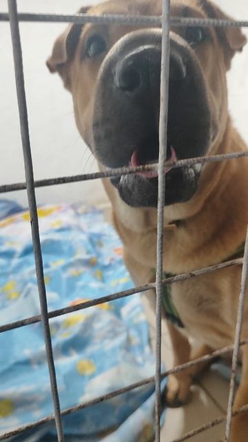 Зоодом у Неллис.Стерлитамак. Айза ругается потому-что пугается 