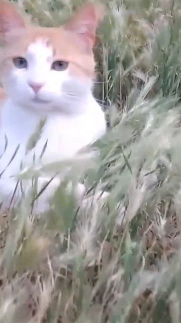 Просто котик