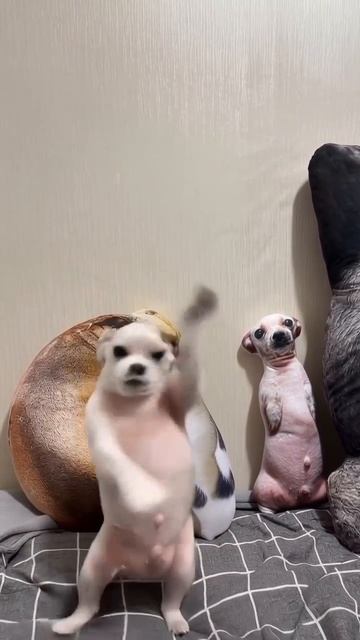 Танцуй, танцуй! 🕺 #танцордиско #танцор #танец #собачка