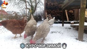Куры зимой очень счастливы 🤗❄️⛄ (8)