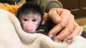 Накормить вместе гамадрила,капуцина, какаду и двух котов сложно, но папе Владу это удается😂