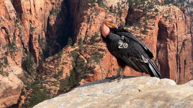 Exploring The Grand Canyon For Children_ Learn How The Grand Canyon Was Formed For Kids - FreeSchool