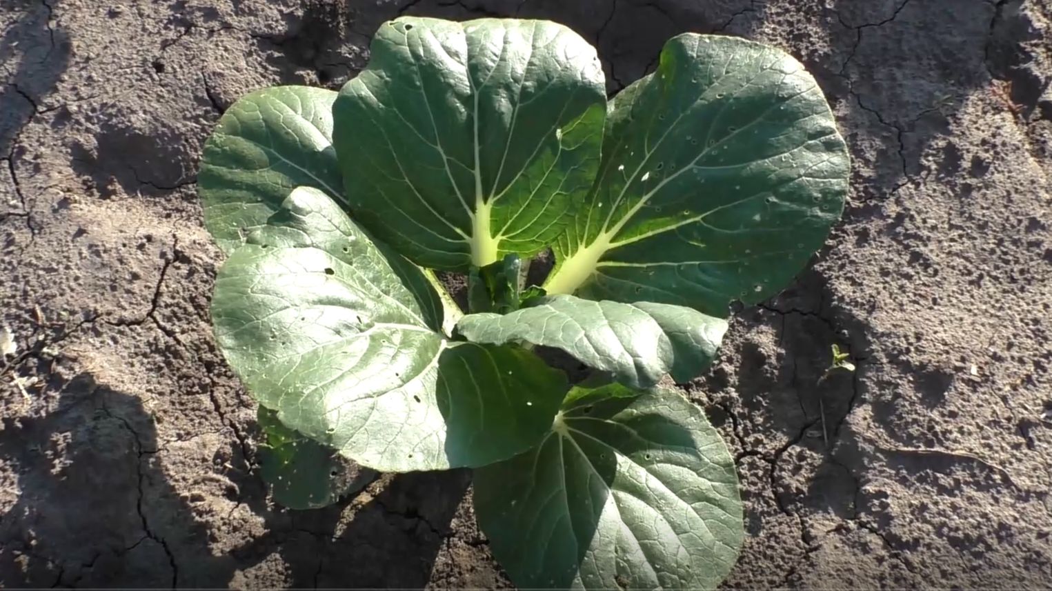 Выращивание  капусты ПАК ЧОЙ