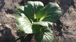 Выращивание  капусты ПАК ЧОЙ