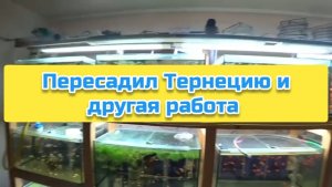 Пересадил Тернецию и другая работа