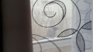 Охота на Седую Галку.