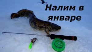 КАК ЛОВИТЬ НАЛИМА ЗИМОЙ? МЕСТА и СНАСТИ для ЛОВЛИ НАЛИМА ЗИМОЙ! НАЖИВКИ для ЛОВЛИ НАЛИМА
