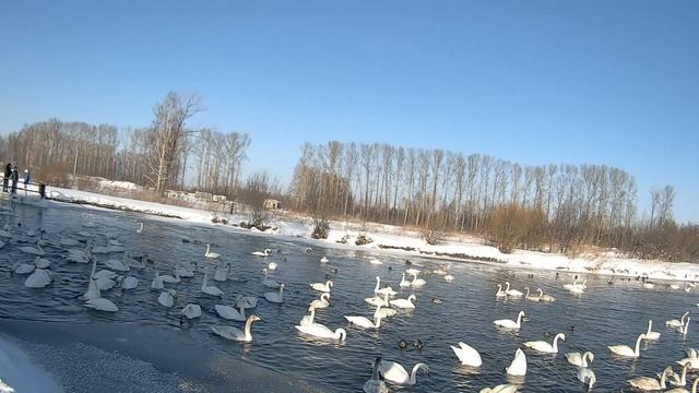 Лебединые озера 2026