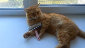 Подними голову!