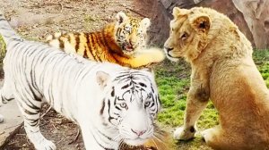 От такой "ЗАЙКИ" не уйти! Тигры рады гостям, а Симба не очень! ИСКЛЮЧЕНИЯ из правил - ИГРУЧИЕ львята